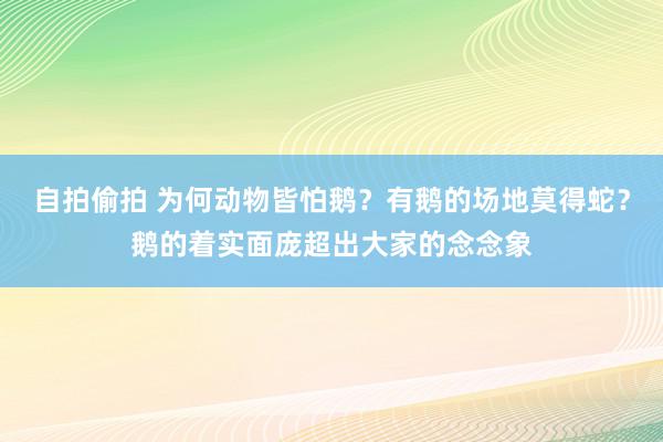 自拍偷拍 为何动物皆怕鹅？有鹅的场地莫得蛇？鹅的着实面庞超出大家的念念象